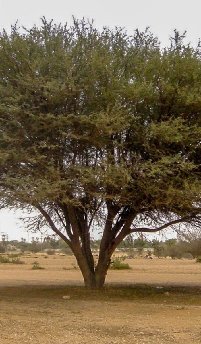 ACACIA-ARABICA