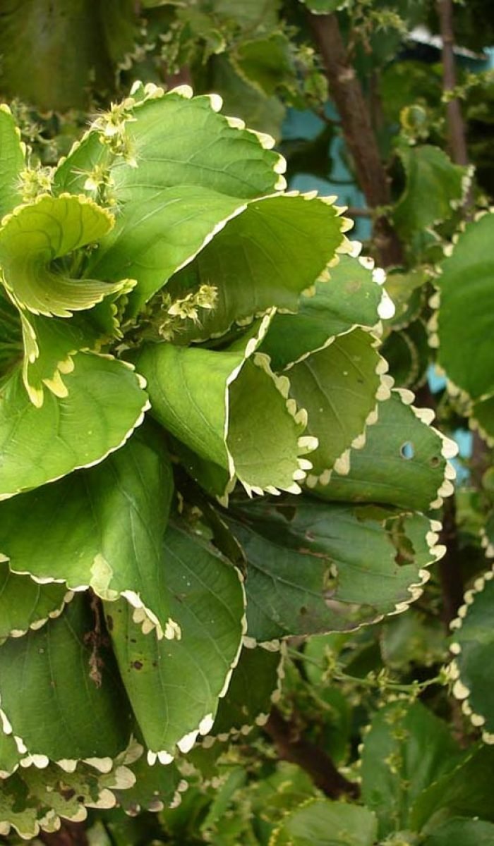 ACALYPHA-HOFFMANNII