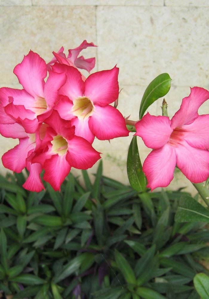 ADENIUM-OBESUM