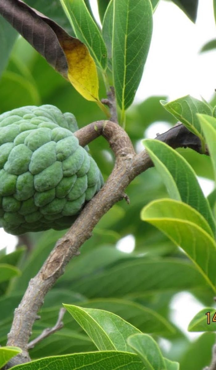 ANNONA-SQUAMOSA