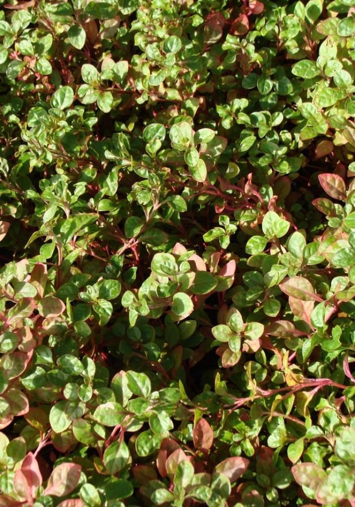Alternanthera-amoena