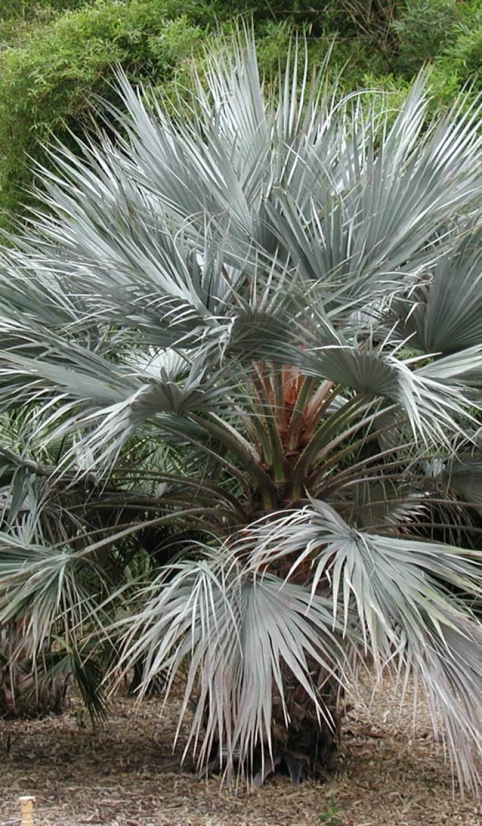 Butia-armata